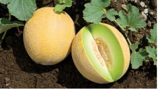 Dưa lưới ruột vàng