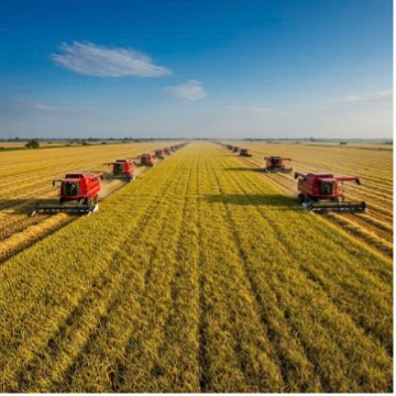 Trồng lúa hữu cơ